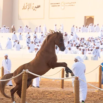 arabian-horse-rearing-national-day-parade-uae