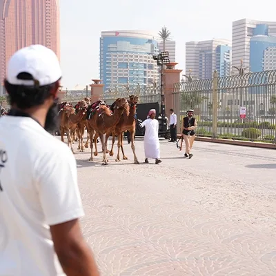 camel-parade-urban-street-public-event-uae